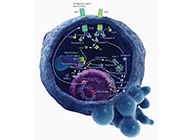 HQL造药、常州隆赛和上海PP电子游戏将共同研新型抗癌药物