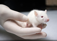 PP电子游戏肿瘤药效尝试顺利通过江苏省FDA审查