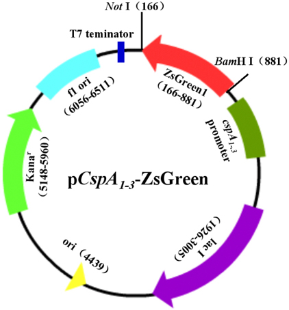 蛋白质表白与纯化尝试