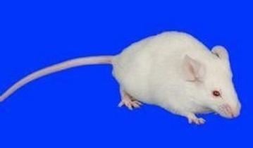 BALB/c幼鼠