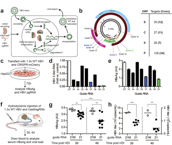 攻克乙肝不是梦，基因编纂靶向“剪怯妆乙肝病毒