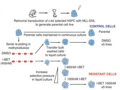 新型抗白血病药物耐药机造钻研