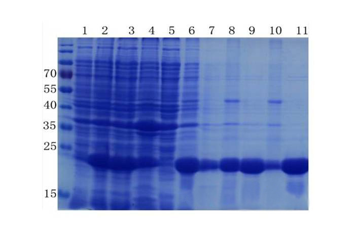 蛋白质提取与纯化技巧——PP电子游戏生物医药