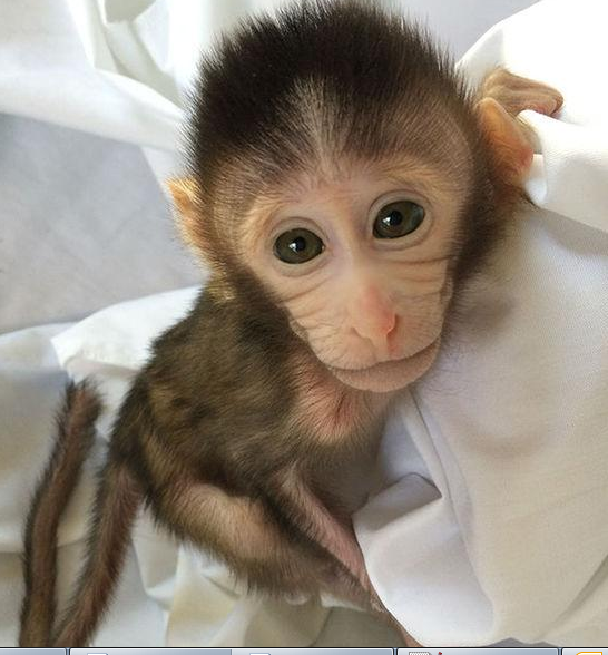 转基因猴成攻克自关症利剑，首个非人灵长类自关症模型成立