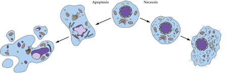 PP电子游戏细胞凋亡检测技术服务
