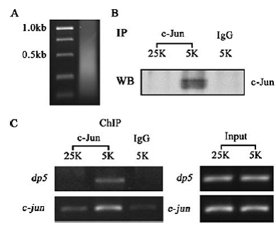 首页| PP电子游戏中国区官方网站