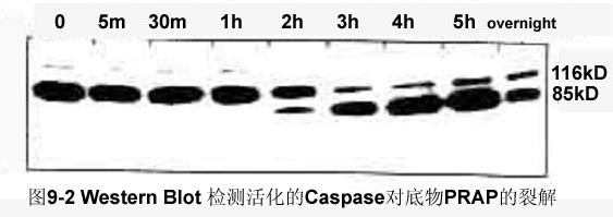 首页| PP电子游戏中国区官方网站