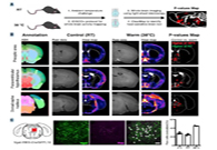 减肥药对准新靶点，强效减肥药即将来袭？