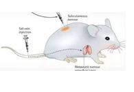 围观:临床前幼鼠模型若何？
