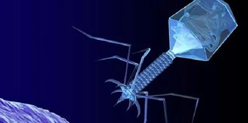 噬菌体疗法、溶瘤病毒，以及构建细胞表白载体的病毒转染因子等都体现出病毒对人类善良和善的一面