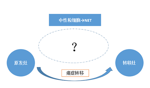 NET可能会通过某些方式“捕获”或“唤醒”癌细胞，从而造成癌细胞的迁徙。