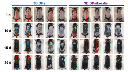 幼鼠毛发覆盖度的观察图