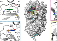 【Nature子刊】国际团队结合力量，加快基于COVID-19结构的药物设计！