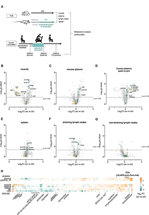急性活动会扭转血浆和淋巴器官的代谢情况 （起源：e Life）