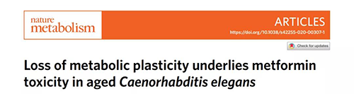 在线虫和人类原代细胞中，当在其寿命晚期提供二甲双胍时，二甲双胍会缩短寿命，这与二甲双胍在年轻生物体中的积极作用相反。