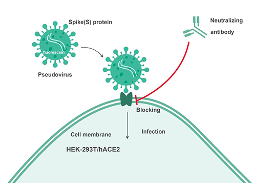 Cell-based中和抗体检测道理