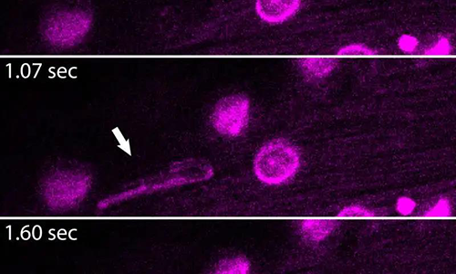 ENDS的表观以及其随功夫卷曲的方式