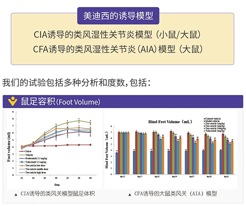 PP电子游戏诱导的类风湿性关节炎模型