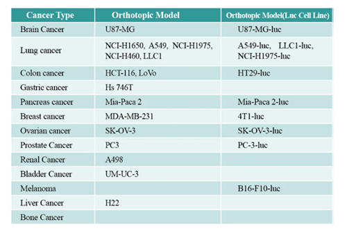 CDX幼鼠肿瘤模型