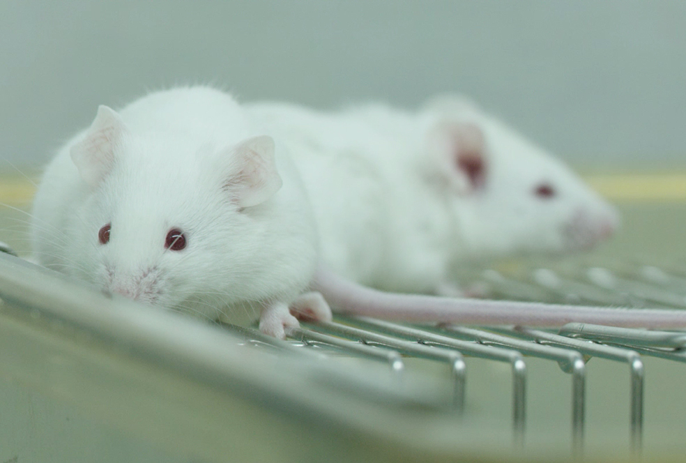 带你相识PP电子游戏临床前钻研服务 