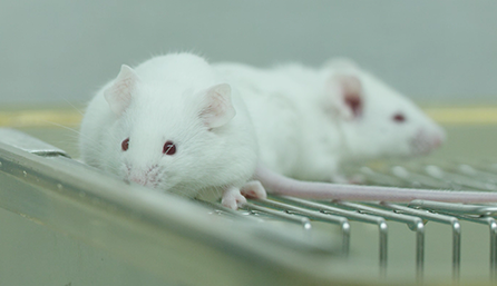 PP电子游戏临床前钻研-药效学、药代动力学和临床前钻研服务