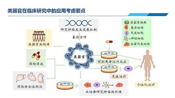 类器官在临床钻研中利用思考重点.jpg