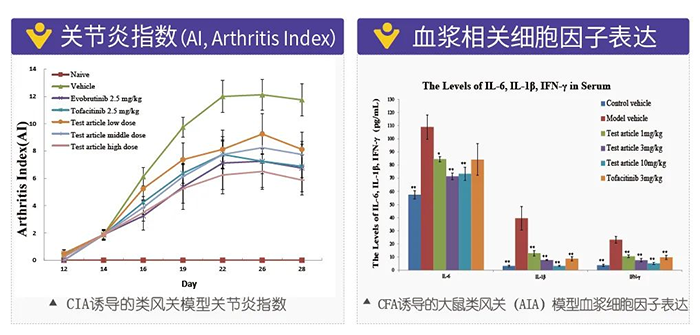 PP电子游戏诱导的类风湿性关节炎模型-2.png