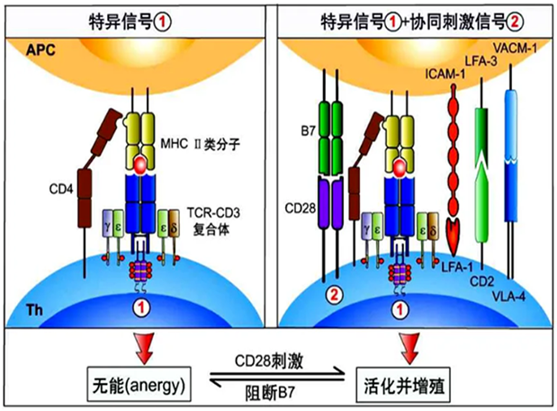 PP电子游戏助力 | 国内CD19×CD3×CD28三特异性抗体获FDA默示许可