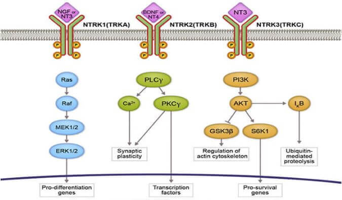 PP电子游戏助力睿跃生物1类新药 TRK降解剂CG001419获批临床.jpg
