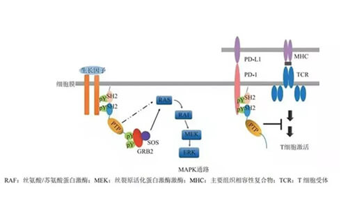 PP电子游戏助力凌达生物SHP2变构抑造剂RG001片获批临床.jpg