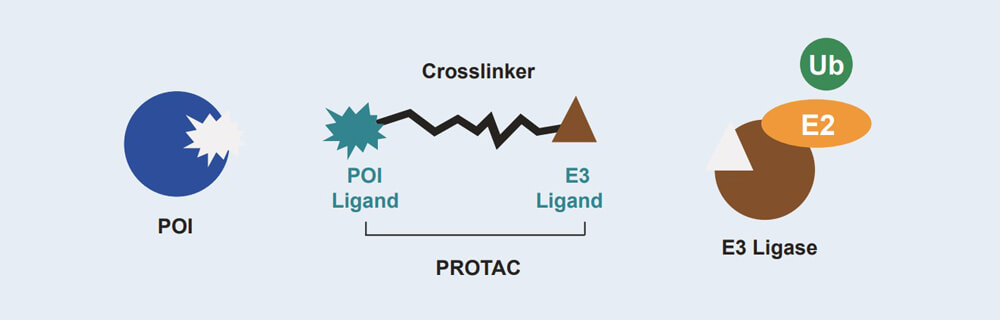 PP电子游戏 PROTAC 药物发现技术服务平台