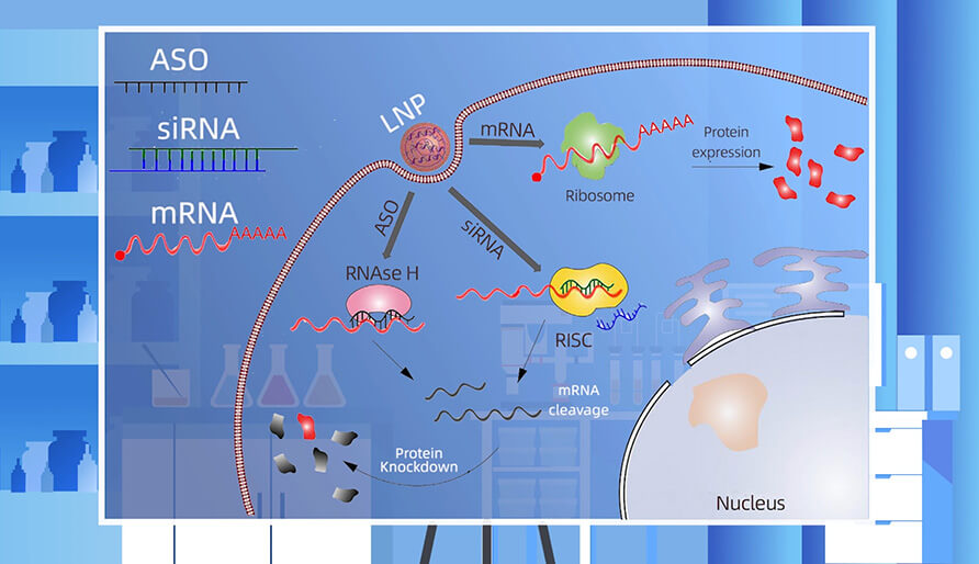 核酸药物的作用机造重要有哪些？