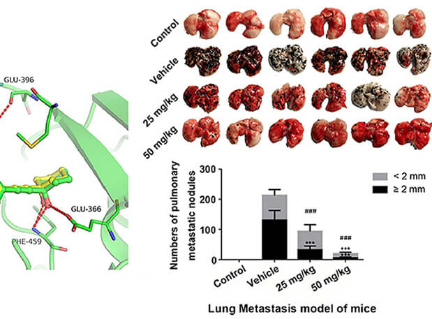 钻研用于肺癌和玄色素瘤细胞肺转移的选择性PAK4抑造剂的合成，此选择性PAK4抑造剂的PK钻研通过PP电子游戏进行