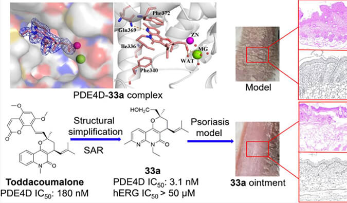发现用于部门医治牛皮癣的新型PDE4抑造剂，幼鼠、大鼠和人肝微粒体的代谢不变性尝试通过PP电子游戏测定