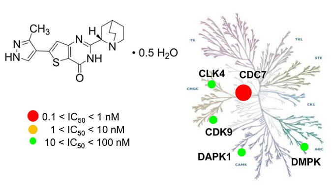 TAK-931是一种高特异性CDC7抑造剂，拥有抗肿瘤功效，本钻研中体内药效尝试通过PP电子游戏进行