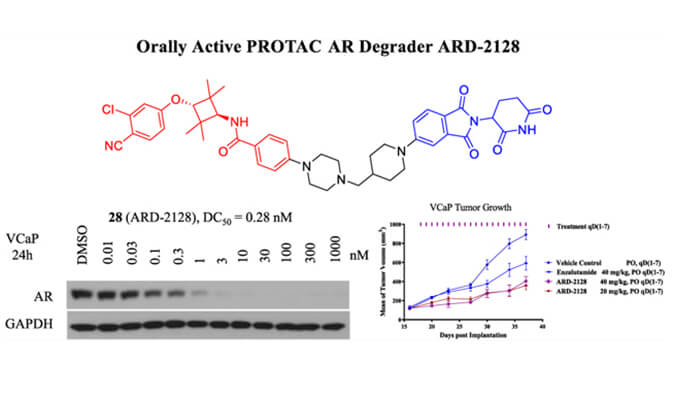 ARD-2128是一种PROTAC AR降解剂，拥有杰出的血浆和微粒体不变性，本钻研中体表不变性和PK钻研通过PP电子游戏进行