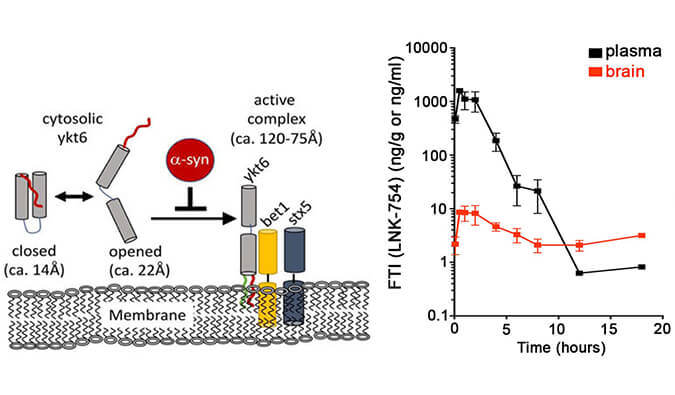 法尼基转移酶抑造剂LNK-754单次口服后即可急剧穿过血脑樊篱，本钻研中PK分析通过PP电子游戏进行