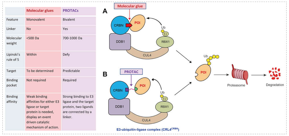 3-通过泛素-(Ub)-蛋白酶体系统降解指标蛋白-(POI)-示意图：分子胶(A)；PROTAC-(B).jpg