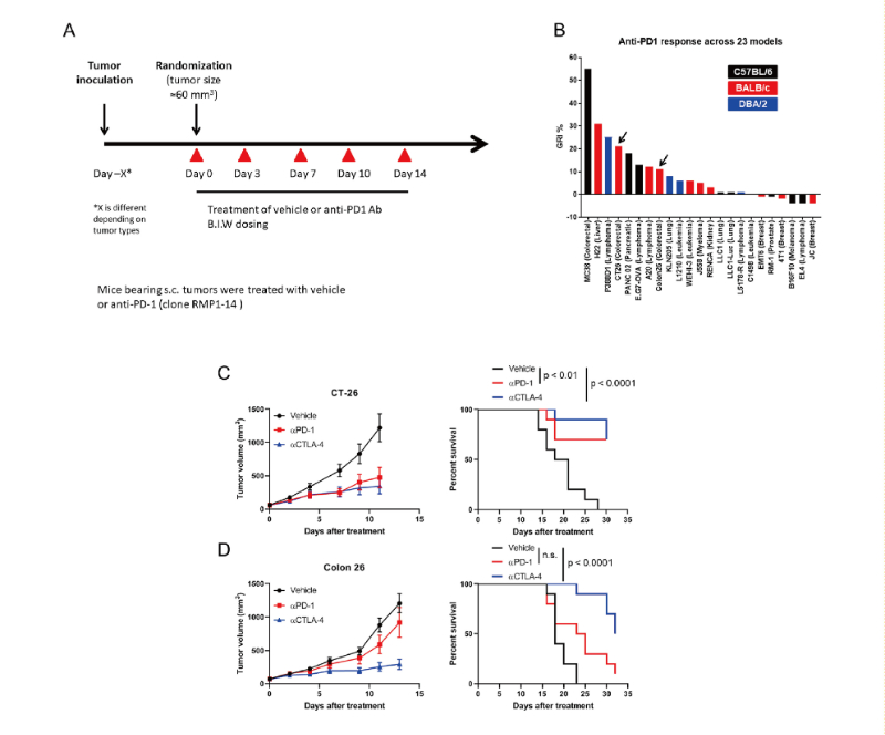 免疫查抄点阻断疗法扭转了癌症医治的范式，此钻研中通过PP电子游戏在23 个同源肿瘤模型中进行了抗PD-1抗体的体内钻研