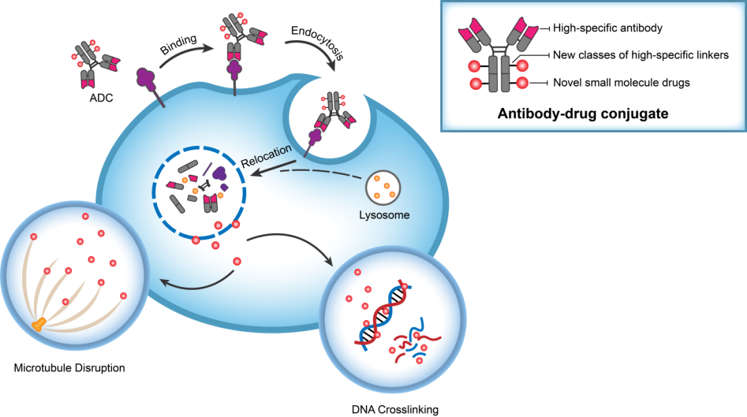 PP电子游戏助力 | 华奥泰靶向CD73的ADC在美国获批临床