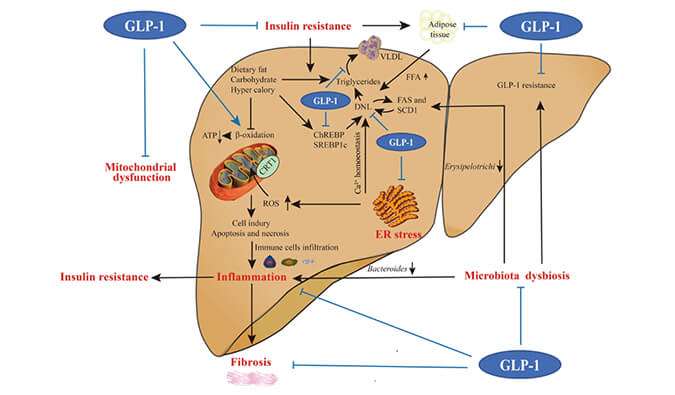 谁将成为 2024年全球生物医药首个黑马？NASH领域突破性药物即将问世？