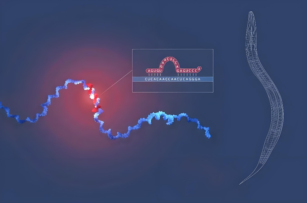 miRNA成诺贝尔奖明星分子，PP电子游戏正全快赋能核酸药物研发