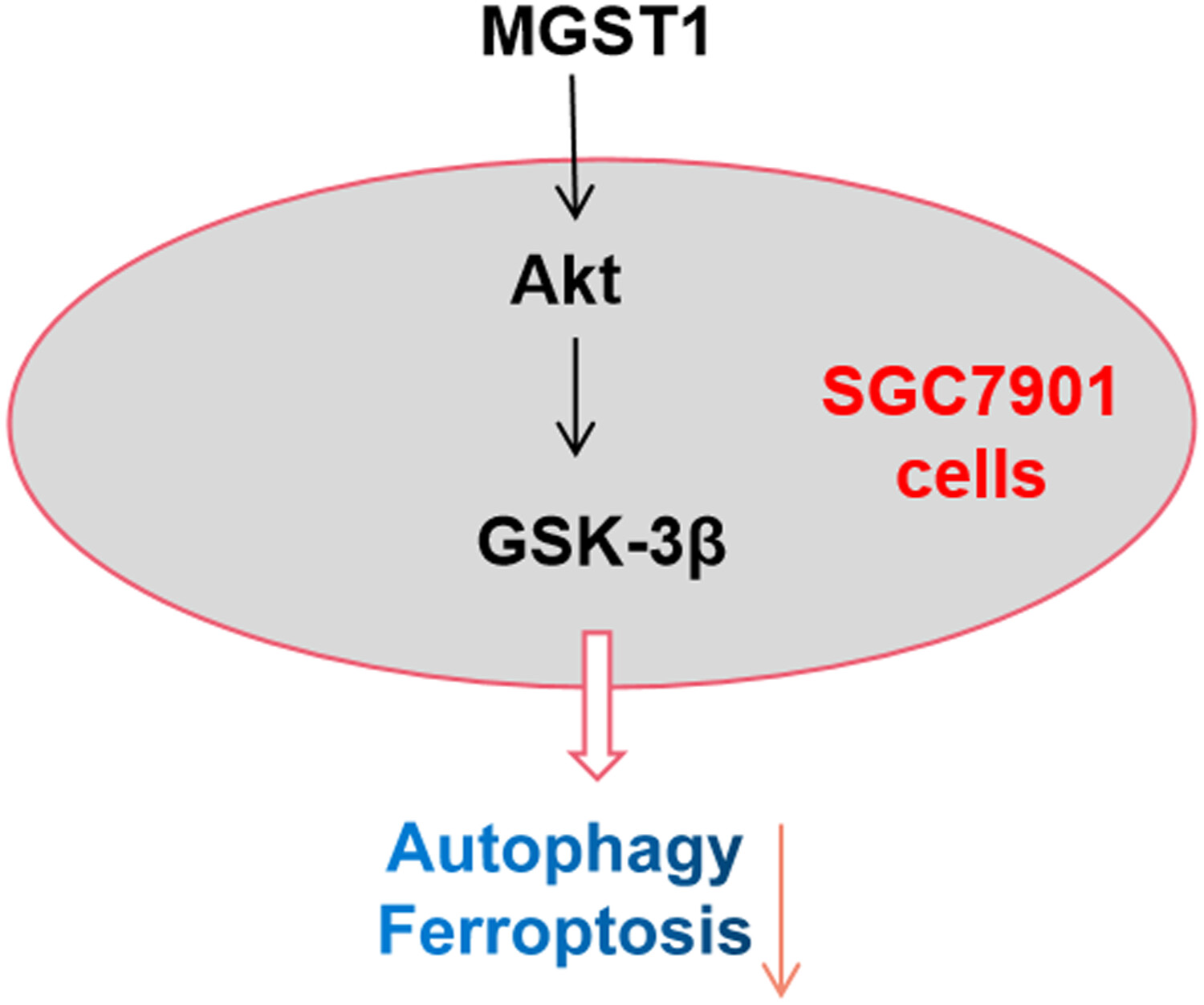MGST1过表白通过激活Akt/GSK-3β信号通路诱导胃癌细胞增殖，本钻研中MGST1过表白等体表尝试通过PP电子游戏进行