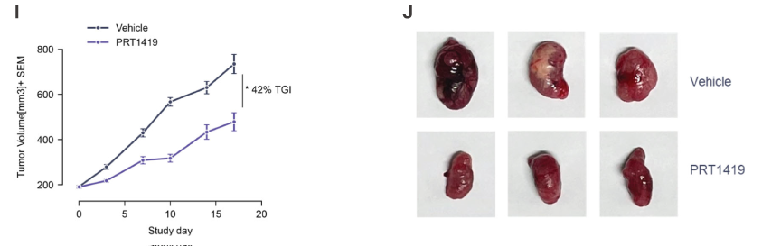 MCL1抑造剂在多种实体瘤和血液肿瘤模型中显示抗肿瘤成效，本钻研中药效尝试通过PP电子游戏进行