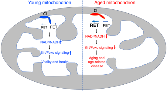 特异性RET抑造剂CPT可改善阿尔茨海默病，本钻研中CPT由PP电子游戏化学部门合成