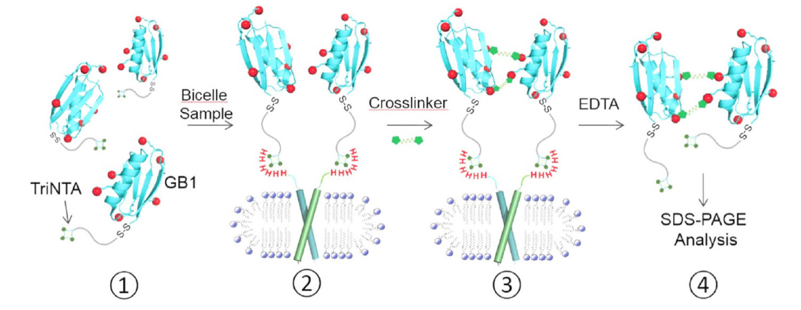 跨膜结构域寡聚体的结构测定新步骤，其中TriNTA通过PP电子游戏合成