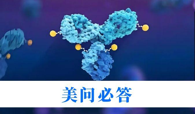 ADC药物研发中毒代动力学关键问题解析