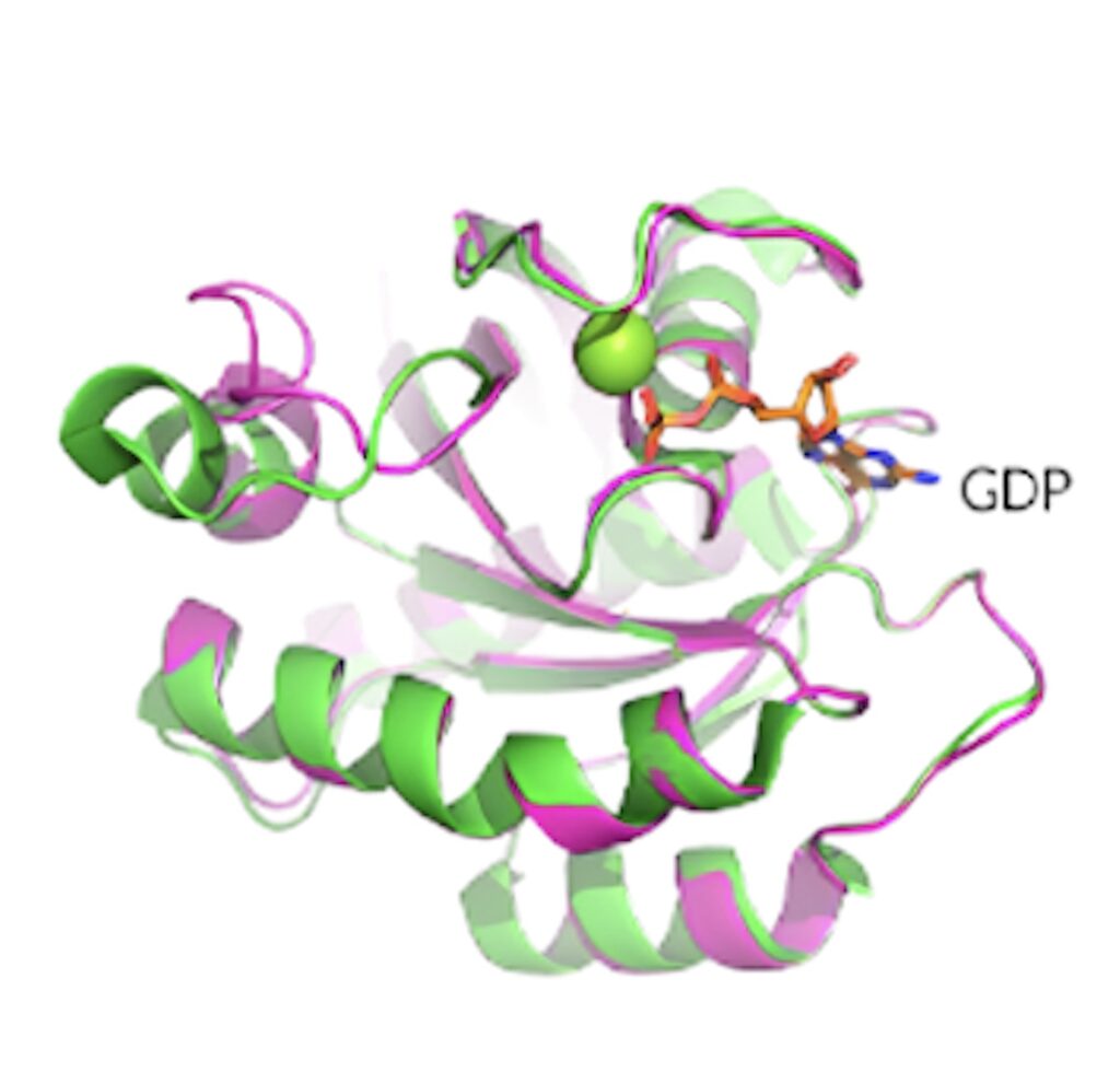 KRAS G12D晶体结构揭示了蛋白质的构象和 GDP 结合状态。.jpeg
